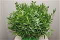 soft ruscus long